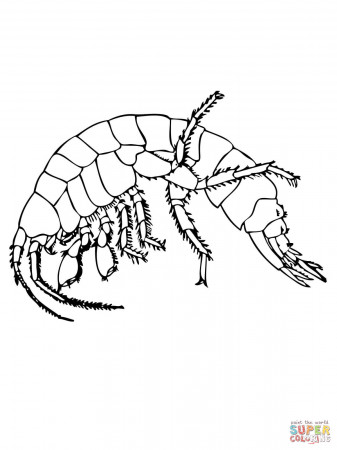 Shrimp coloring pages | Free Coloring Pages
